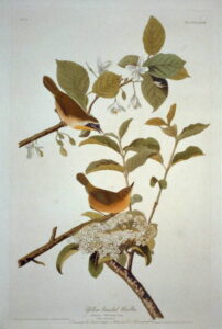 A color engraving of a common yellowthroat warbler and a yellow-breasted warbler resting on tree branches. 